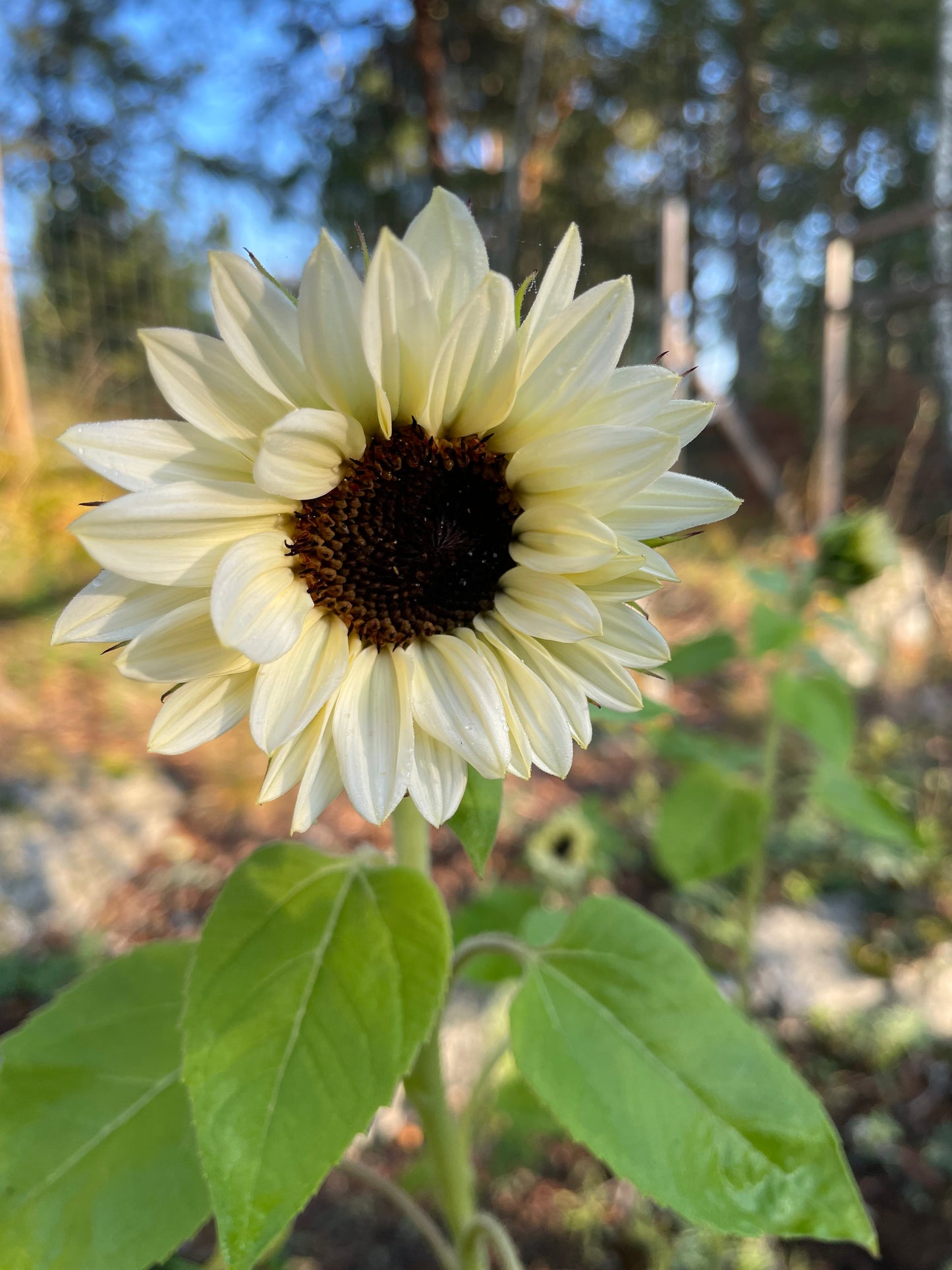 Solros F1 ”Pro Cut White Nite”