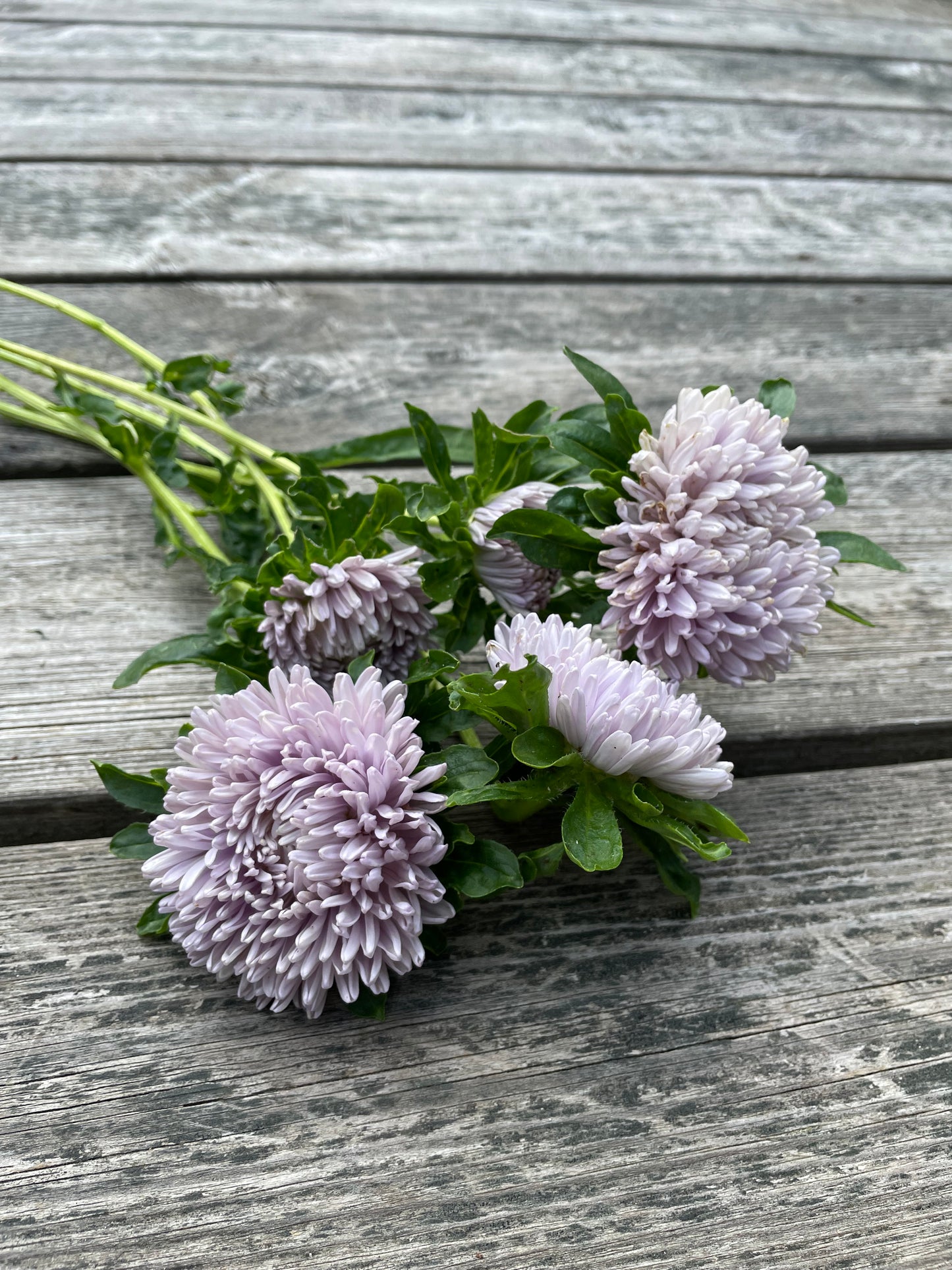 Sommaraster ”Lady Coral Lavender”