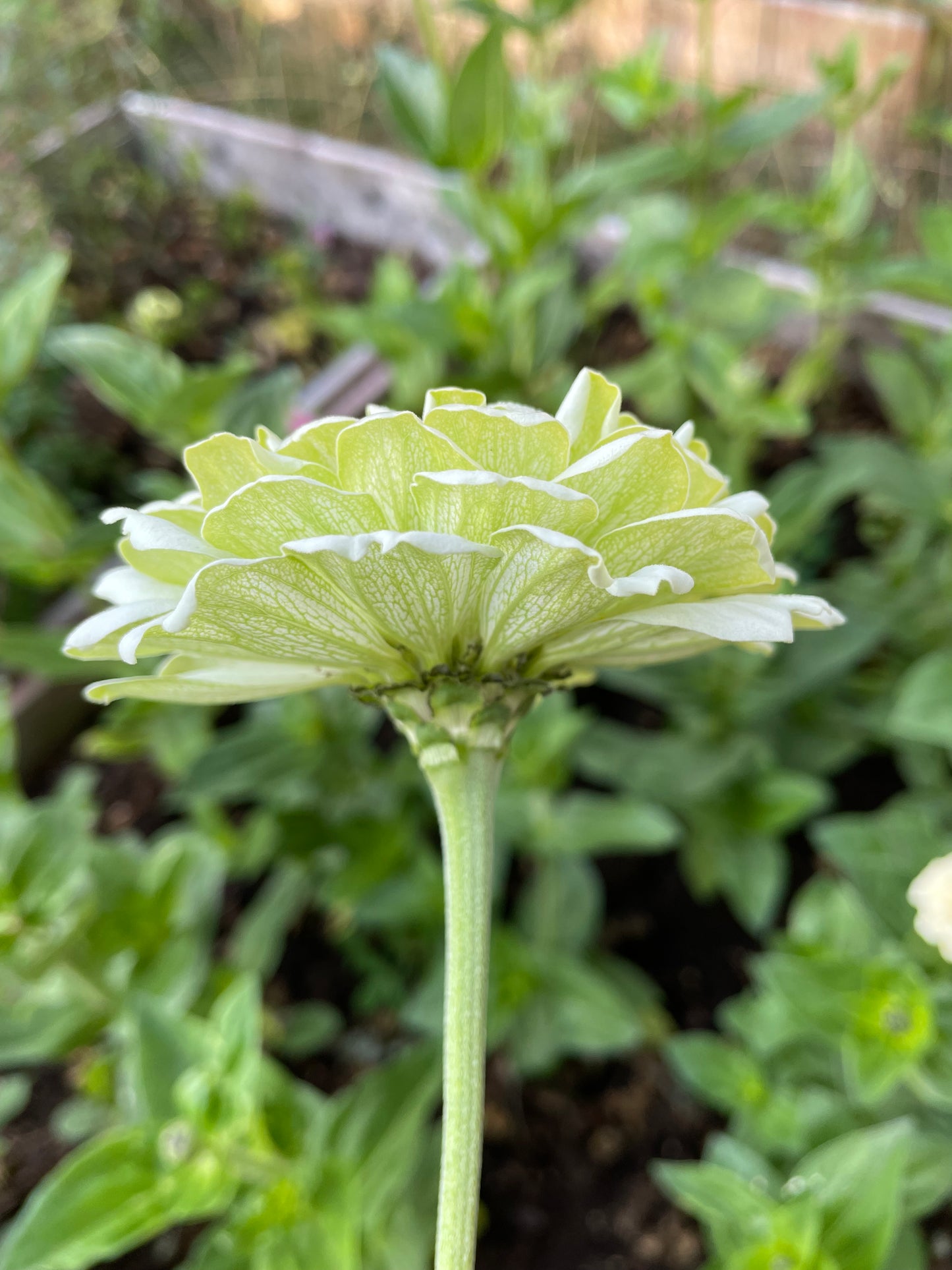 Zinnia ”Sweet Lemonade”