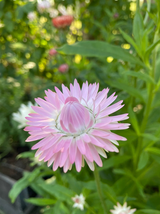 Jätteeternell ”King size Silvery rose"
