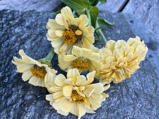 Zinnia ”Isabellina”