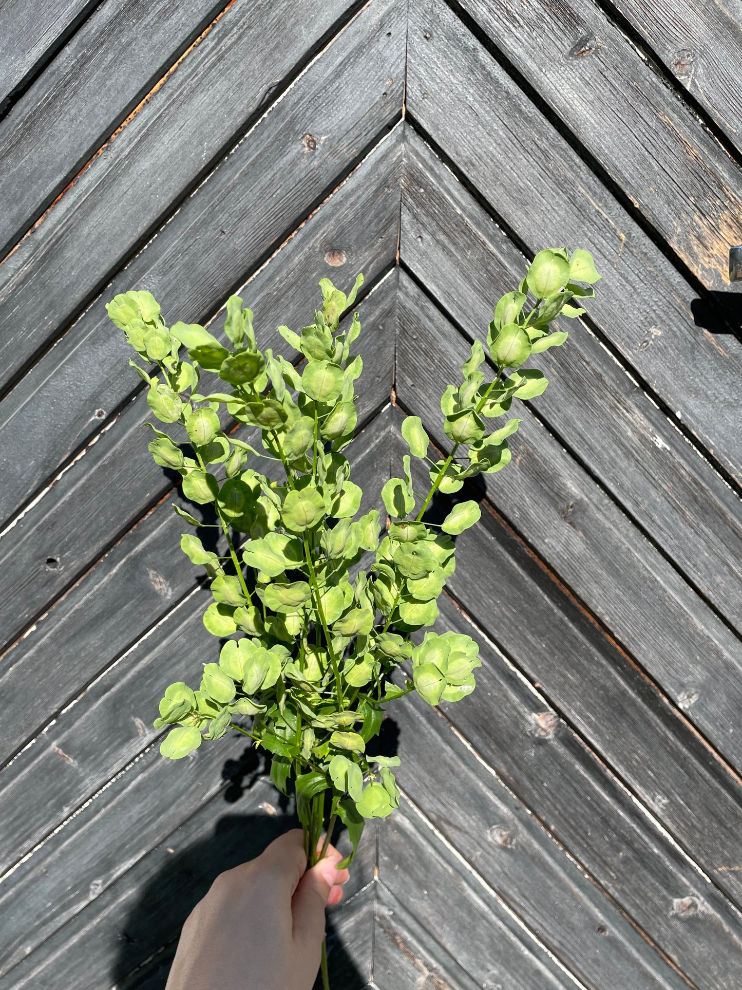 Penningört "Penny Cress"