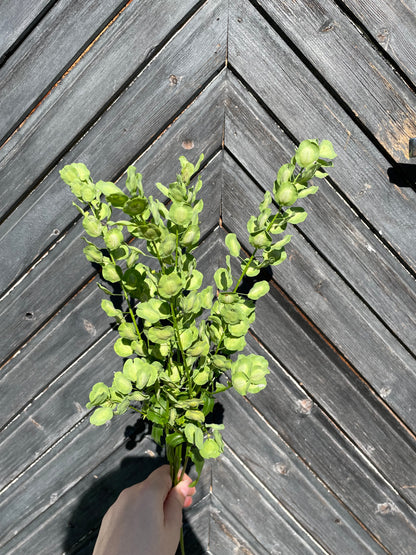 Penningört "Penny Cress"