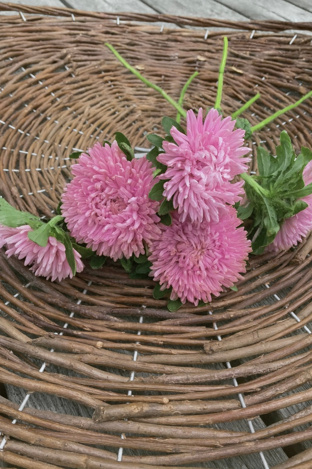 Sommaraster ”Chrisantella Love Me Tender”