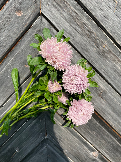Sommaraster ”Lady Coral Lavender”