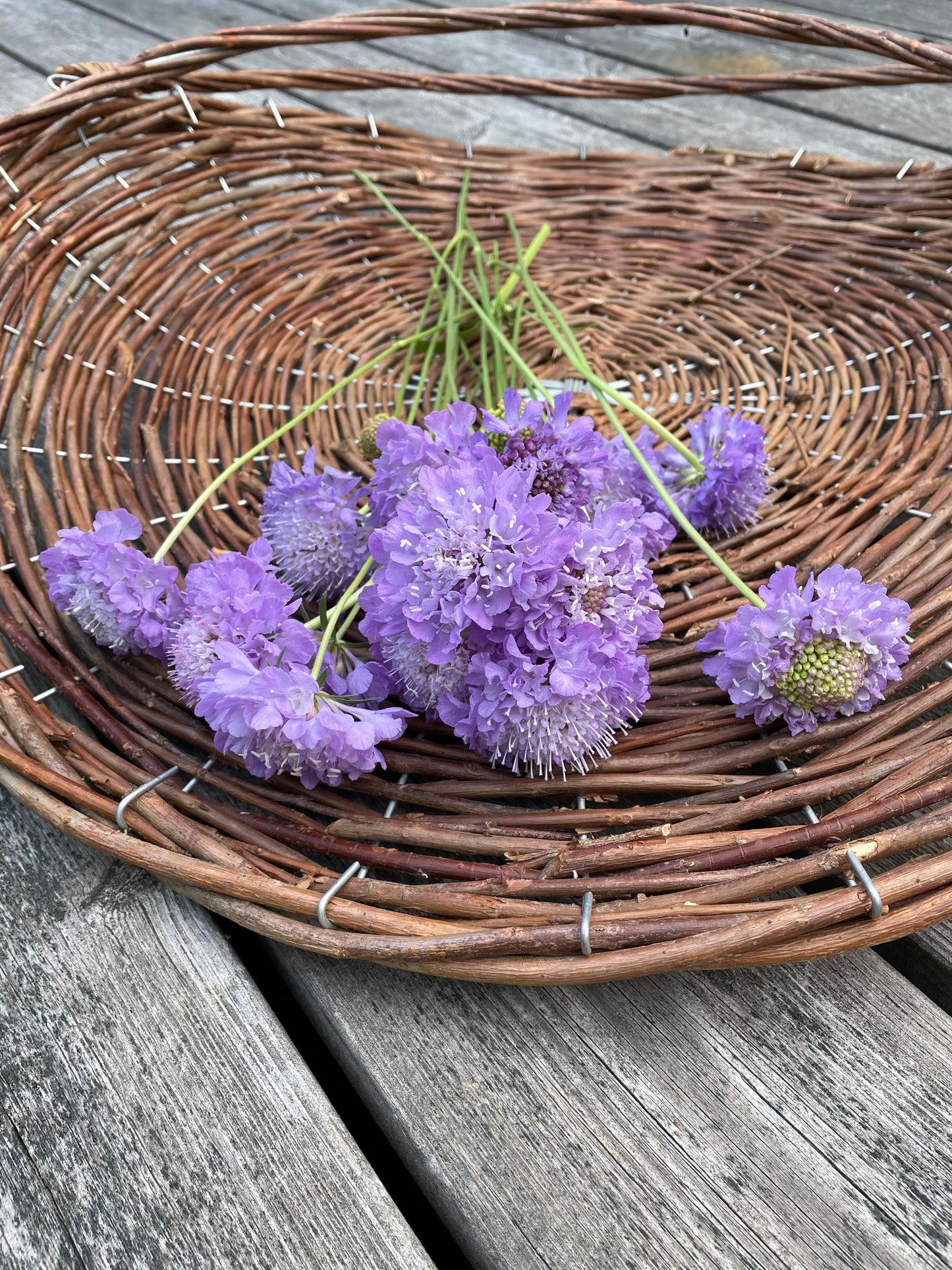 Praktvädd ”Lavender blue”