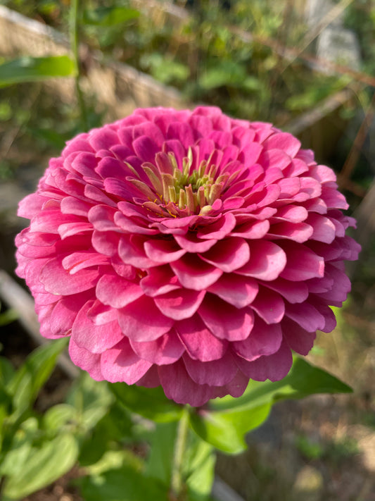 Zinnia "Dahlia flowered Rose"