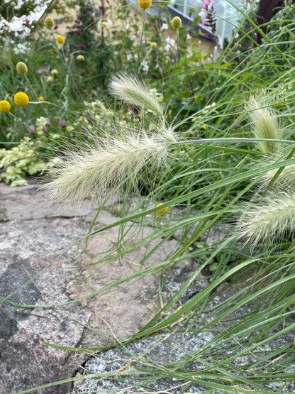 Dunborstgräs ”Fluffy”