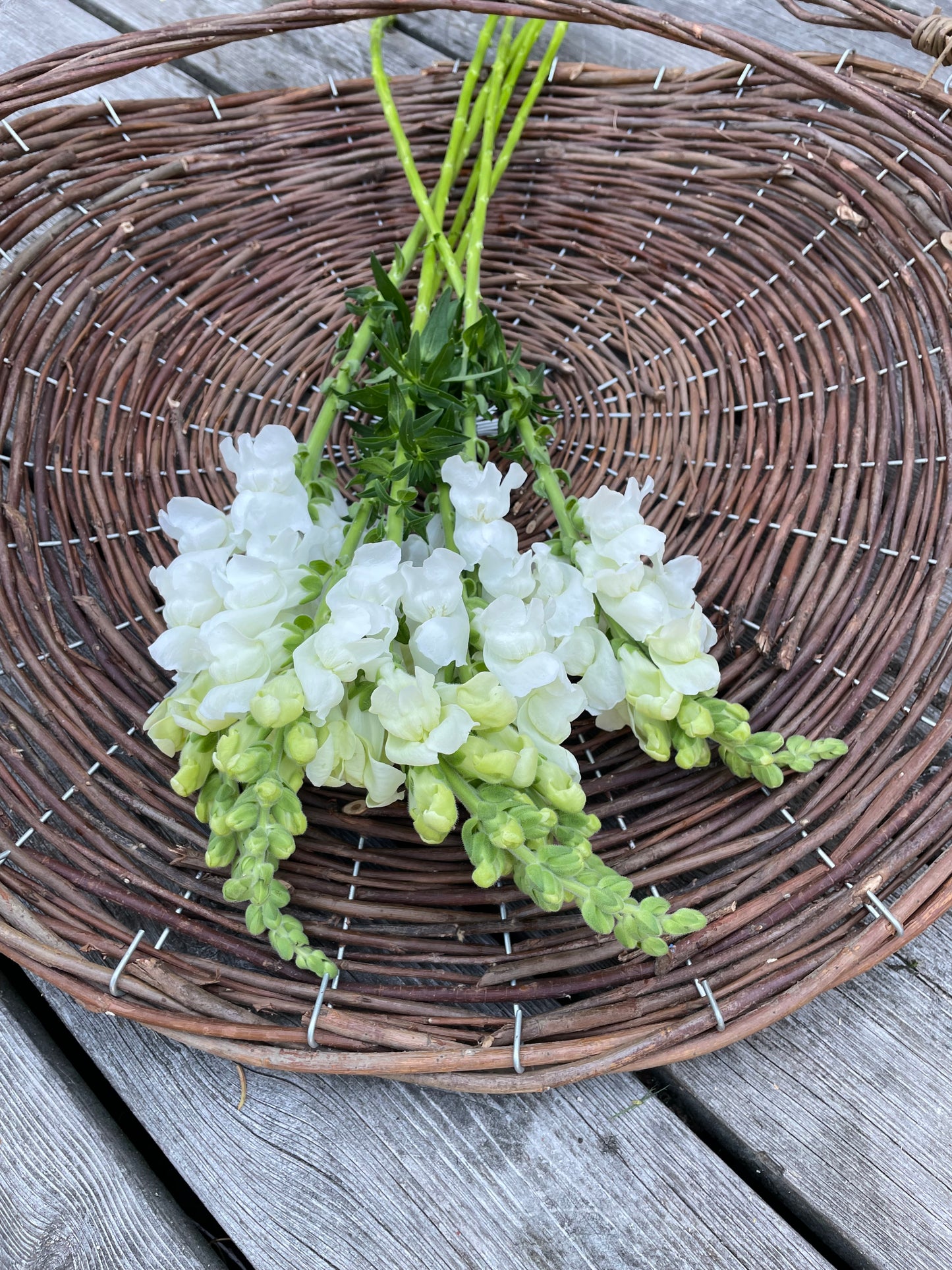 Lejongap F1 ”Potomac Ivory White”