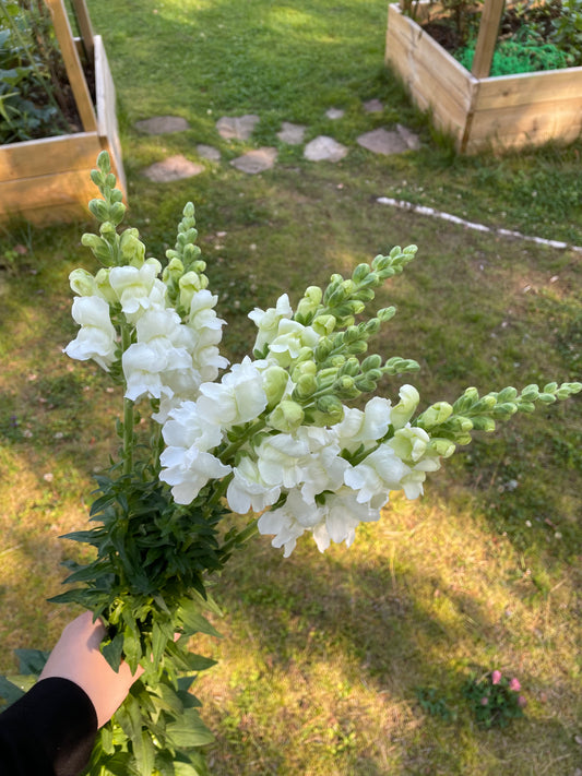 Lejongap ”Snowflake”