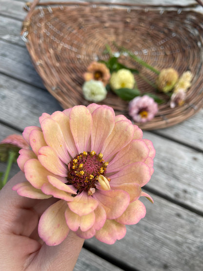 Zinnia ”Sweet Pastels”