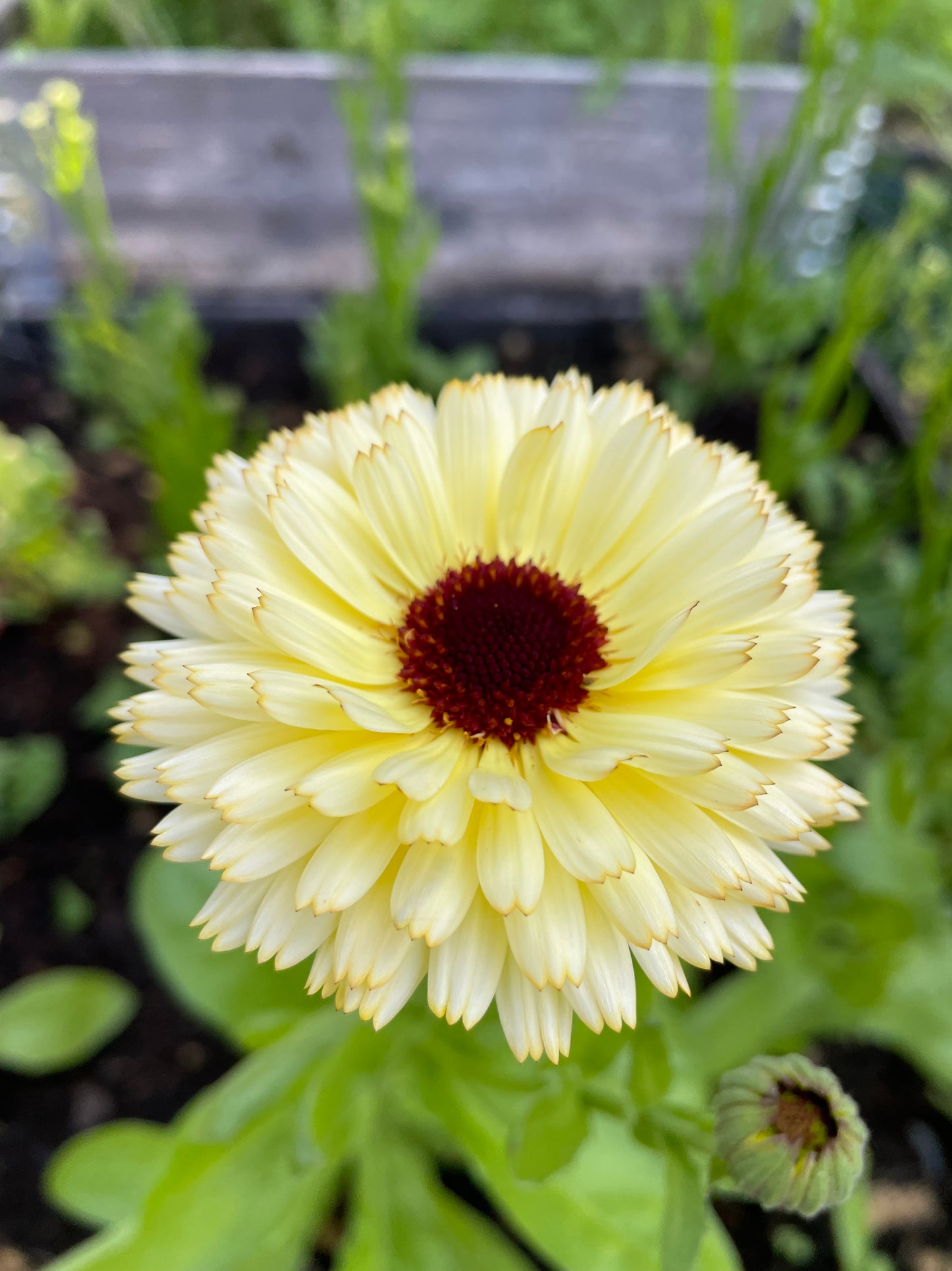 Ringblomma ”Ivory Princess”