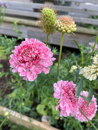 Praktvädd ”Salmon rose”