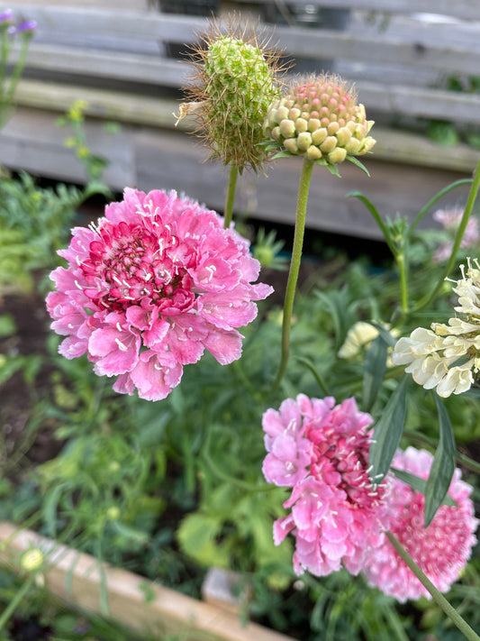 Praktvädd ”Salmon rose”