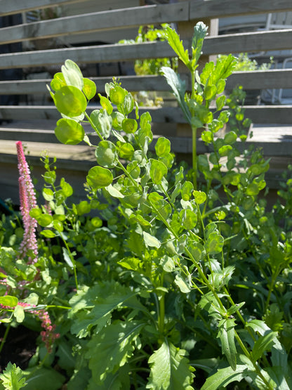 Penningört "Penny Cress"
