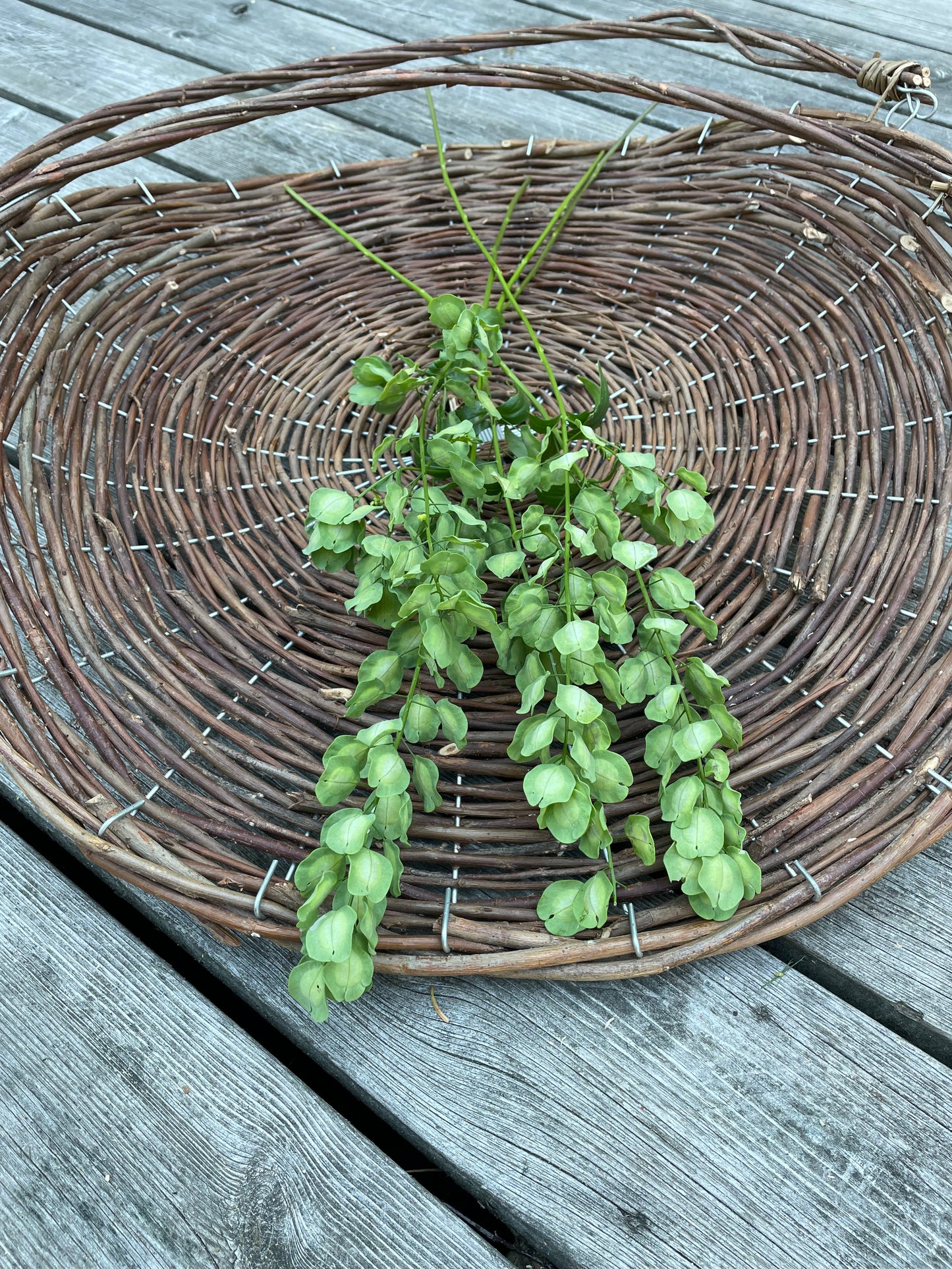Penningört "Penny Cress"