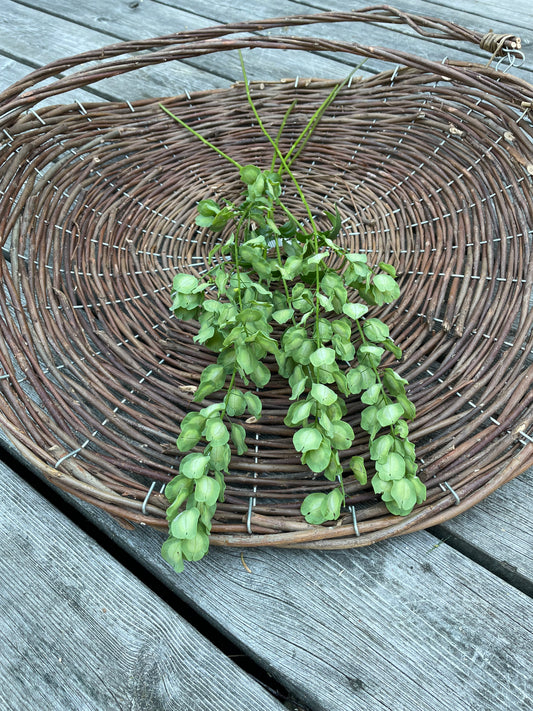 Penningört "Penny Cress"