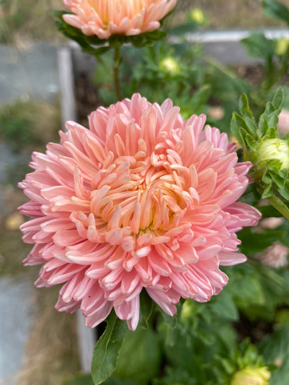 Sommaraster ”Chrisantella Flamingo at Sunset”