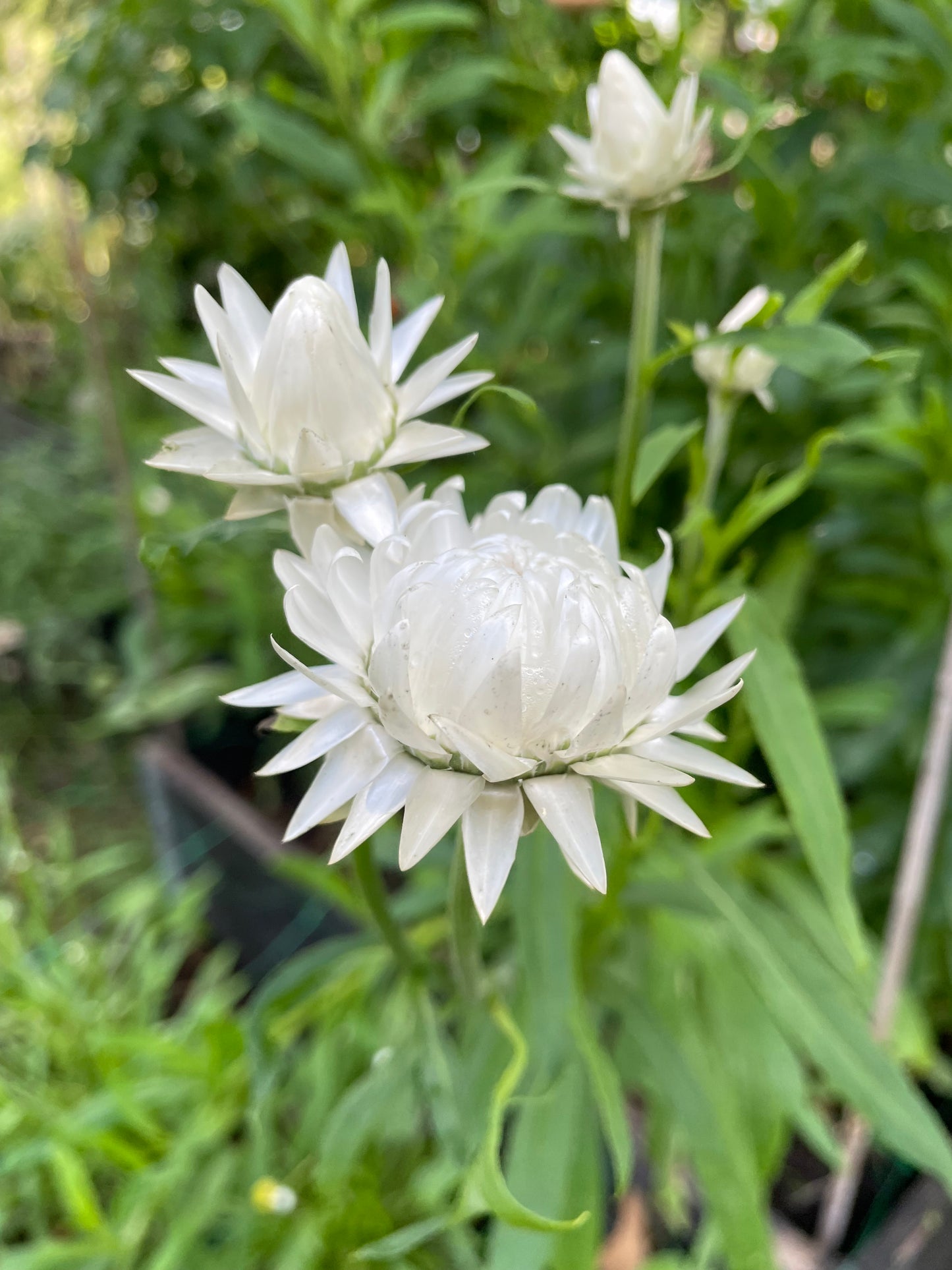 Jätteeternell ”King size Silvery white”