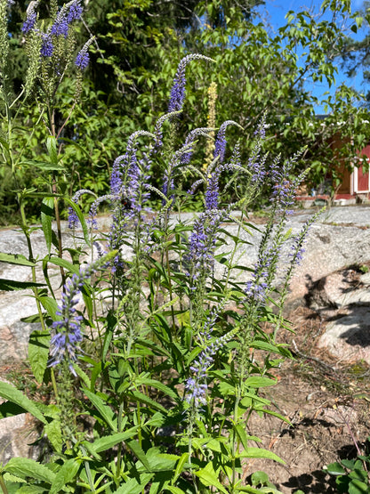 Axveronika ”Blue Shades”