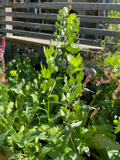 Penningört "Penny Cress"