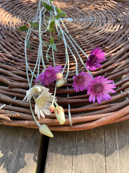 Pappersblomster
