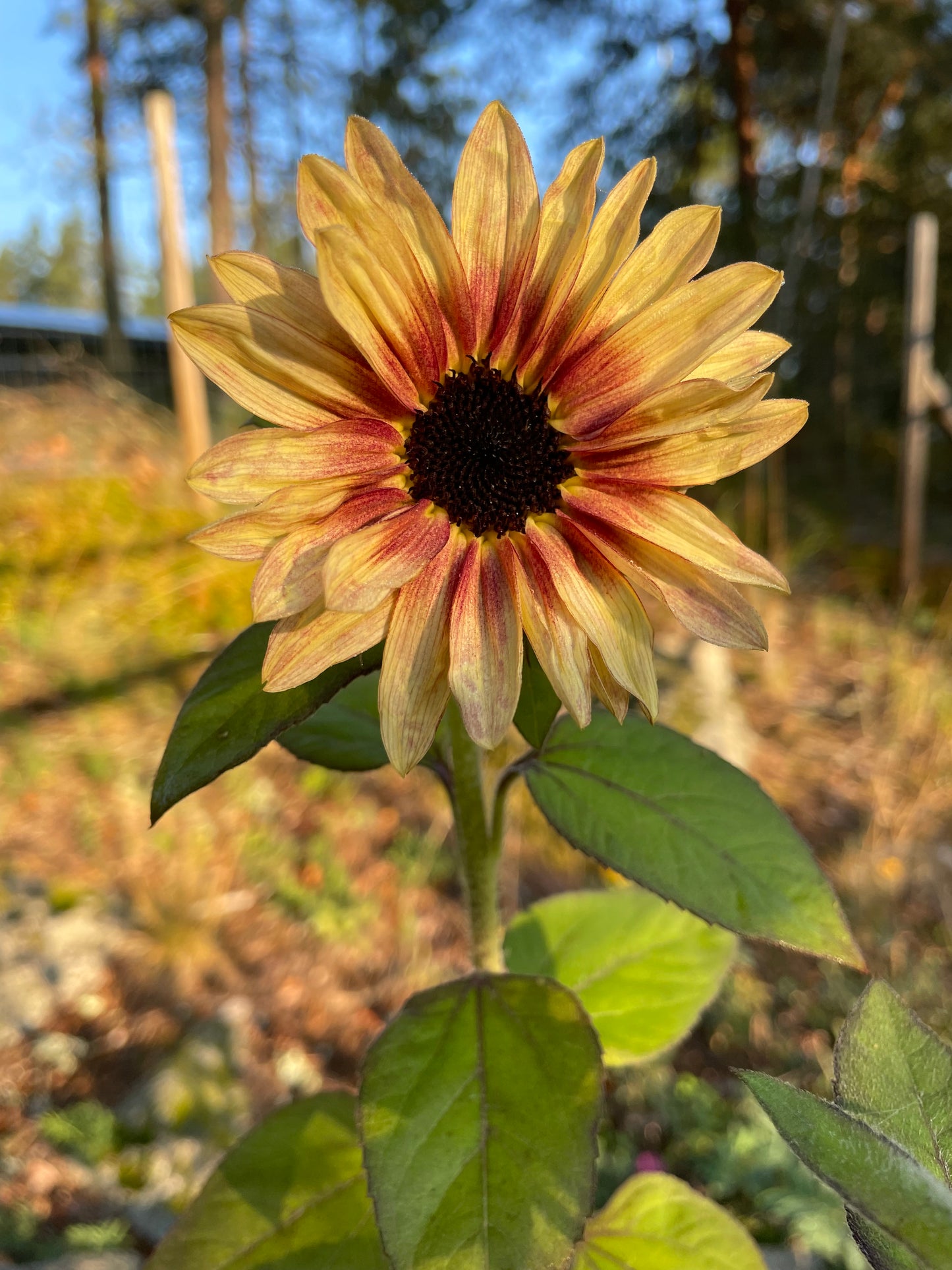 Solros F1 ”Pro Cut Plum”