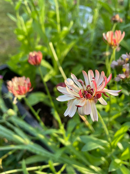 Ringblomma ”Sunset buff”