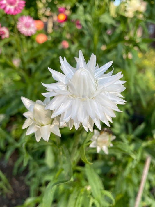 Jätteeternell ”King size Silvery white”