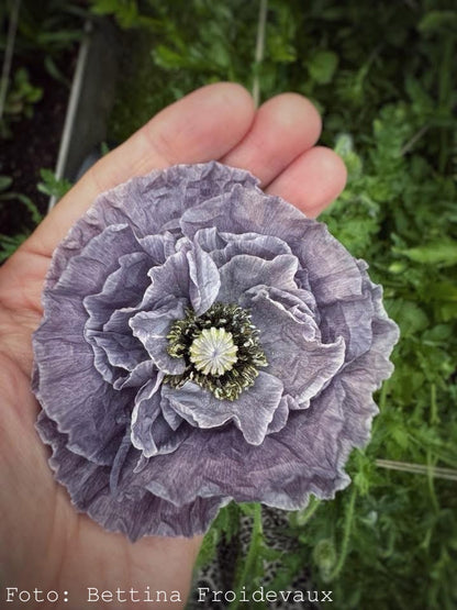 Kornvallmo ”Amazing Grey”