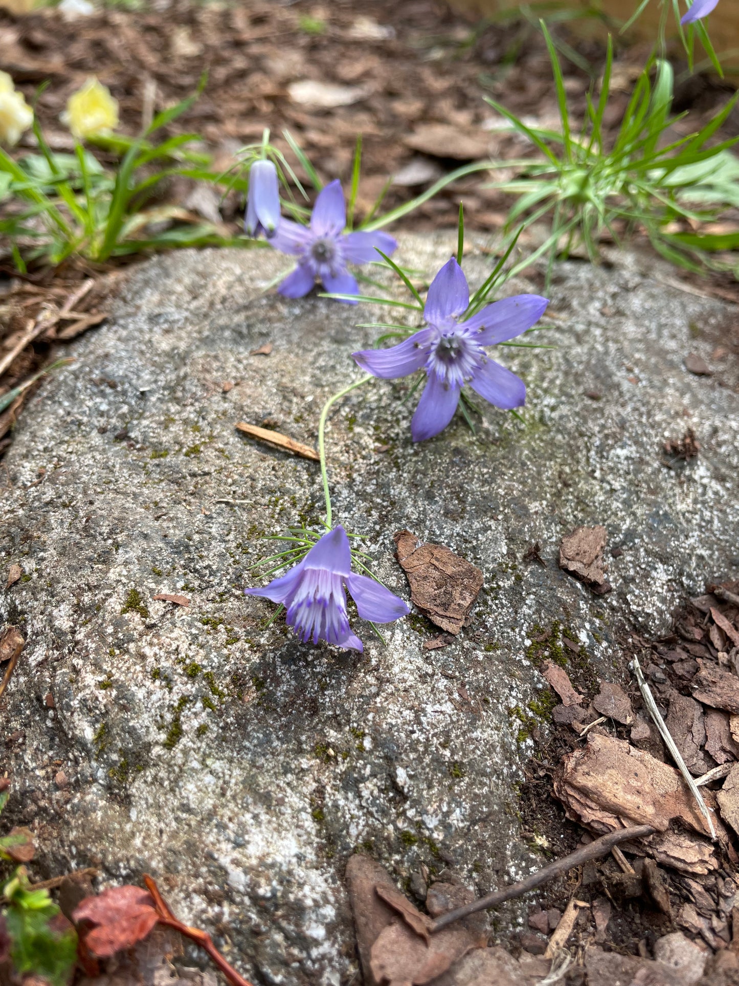 Jungfrun i det gröna ”Blue Stars”