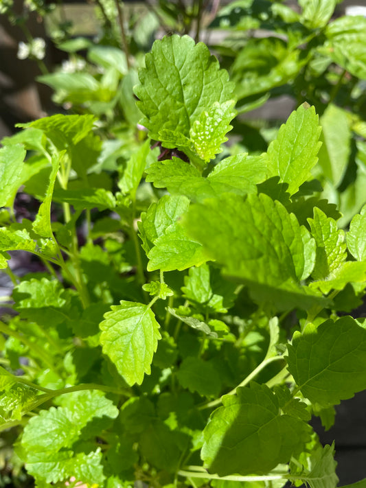 Citronmeliss