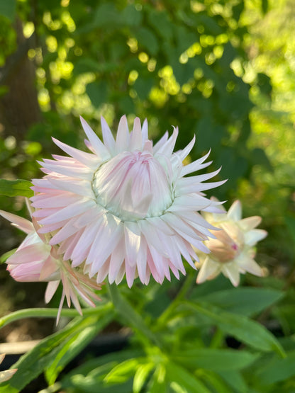 Jätteeternell ”King size Silvery rose"