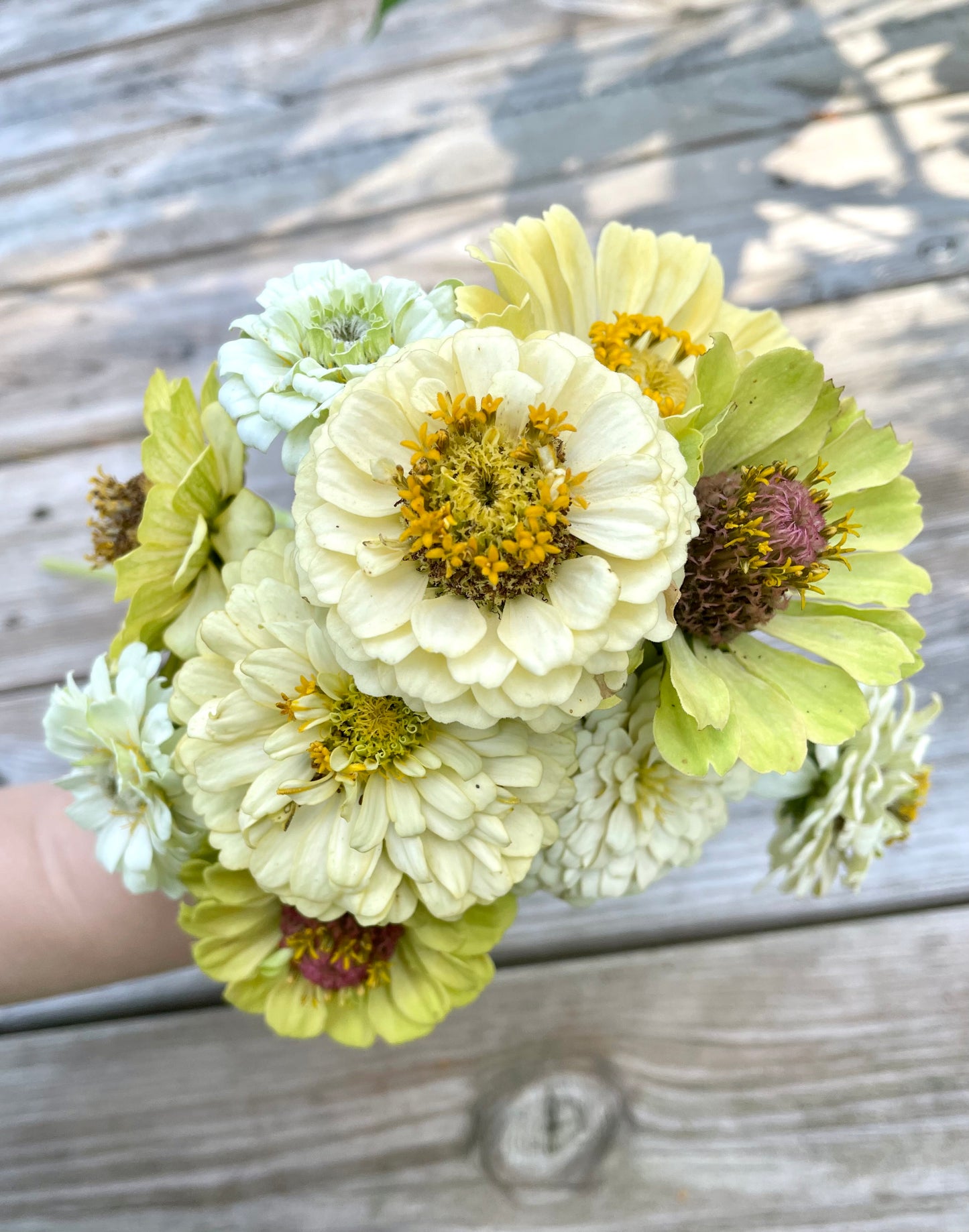 Zinnia ”Sweet Lemonade”