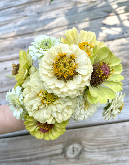 Zinnia ”Sweet Lemonade”