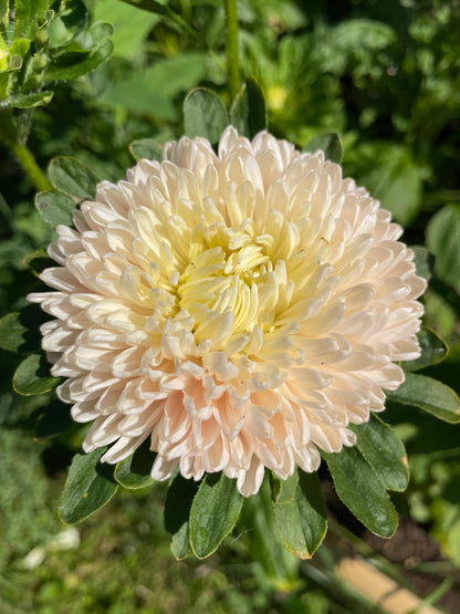 Sommaraster "King size Apricot"