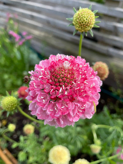Praktvädd ”Salmon rose”