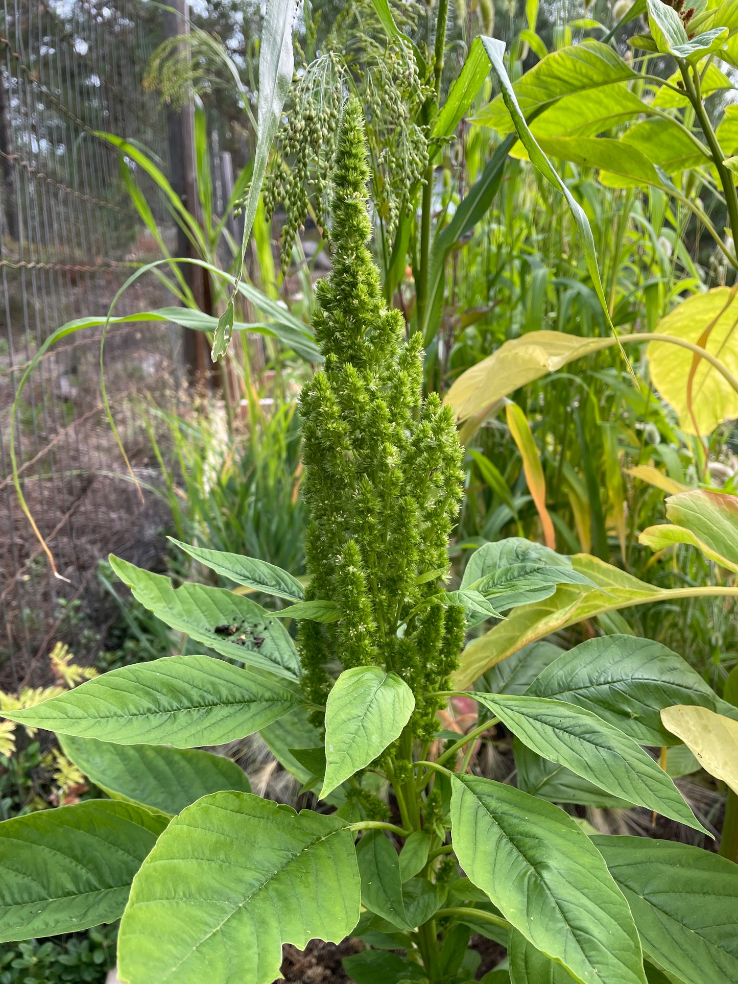 Amarant ”Green Thumb”