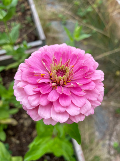 Zinnia ”Dahlia Flowered Pink”