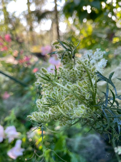 Blomstermorot ”Dara”