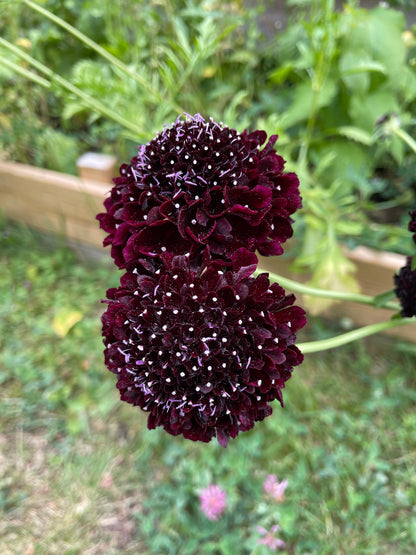 Praktvädd ”Purple black”