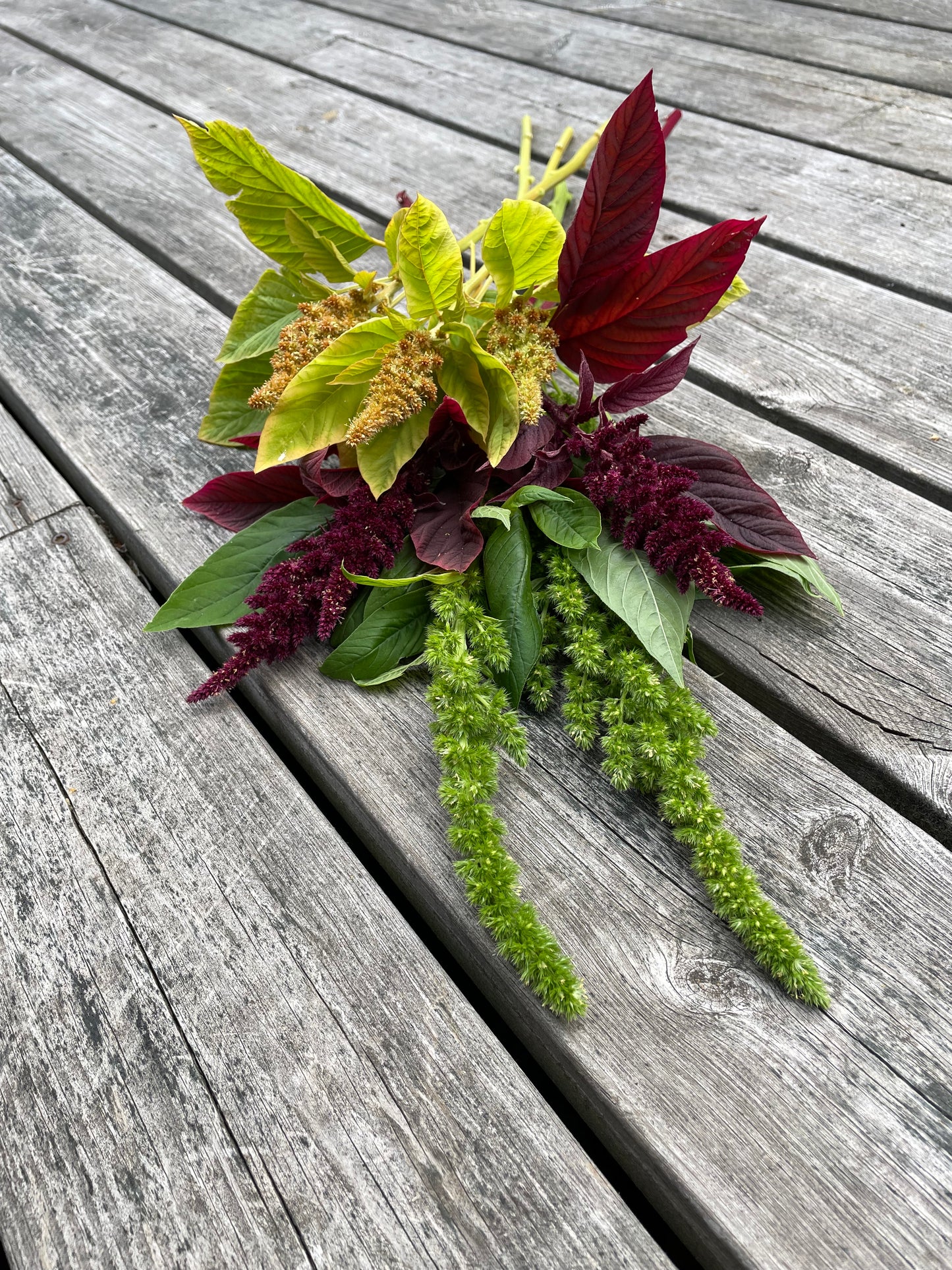 Amarant ”Green Thumb”