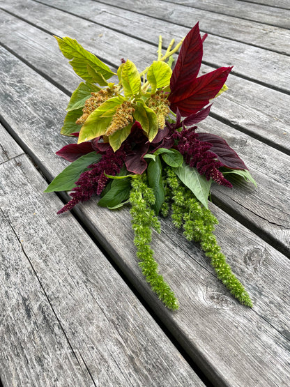 Amarant ”Green Thumb”
