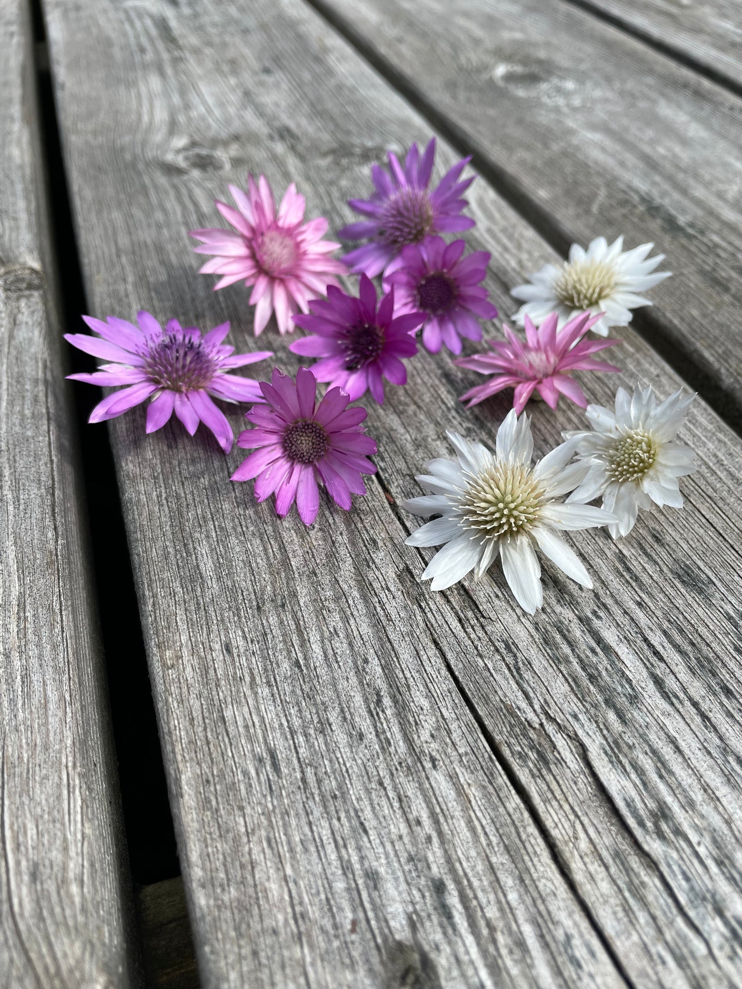 Pappersblomster