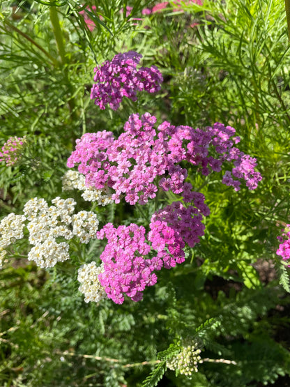 Röllika ”Cerise queen”