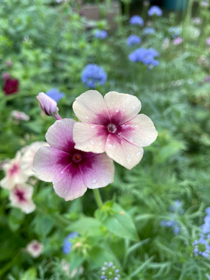 Sommarflox ”Cherry Caramel”