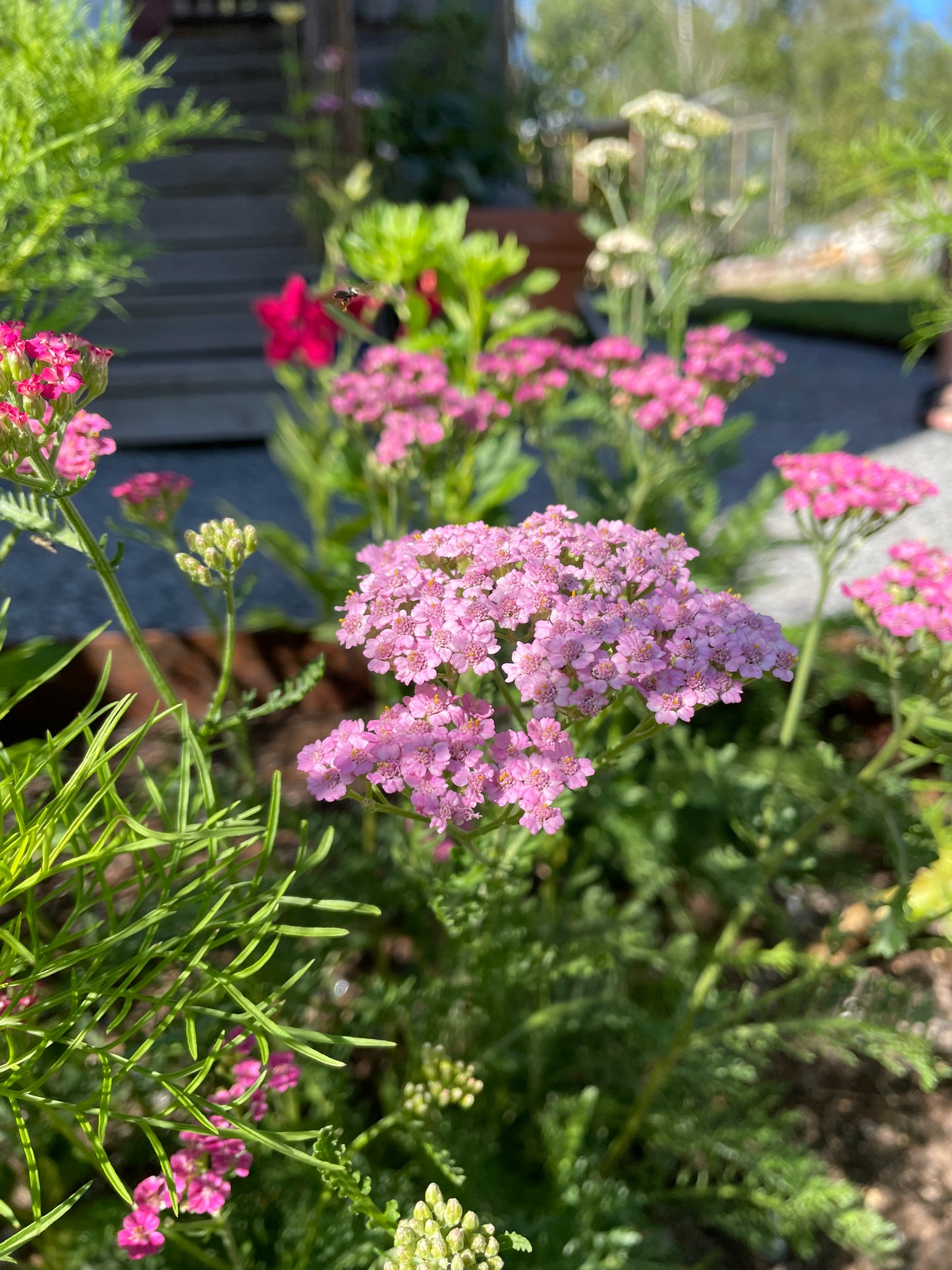 Röllika ”Cerise queen”