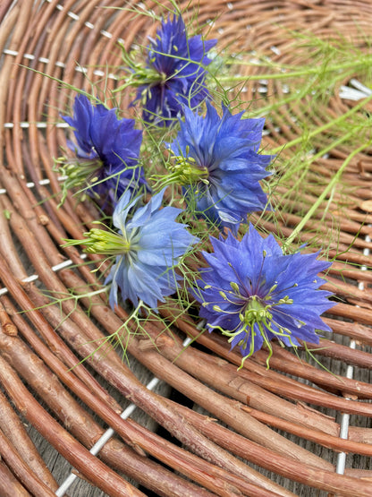 Jungfrun i det gröna ”Miss Jekyll Blue”
