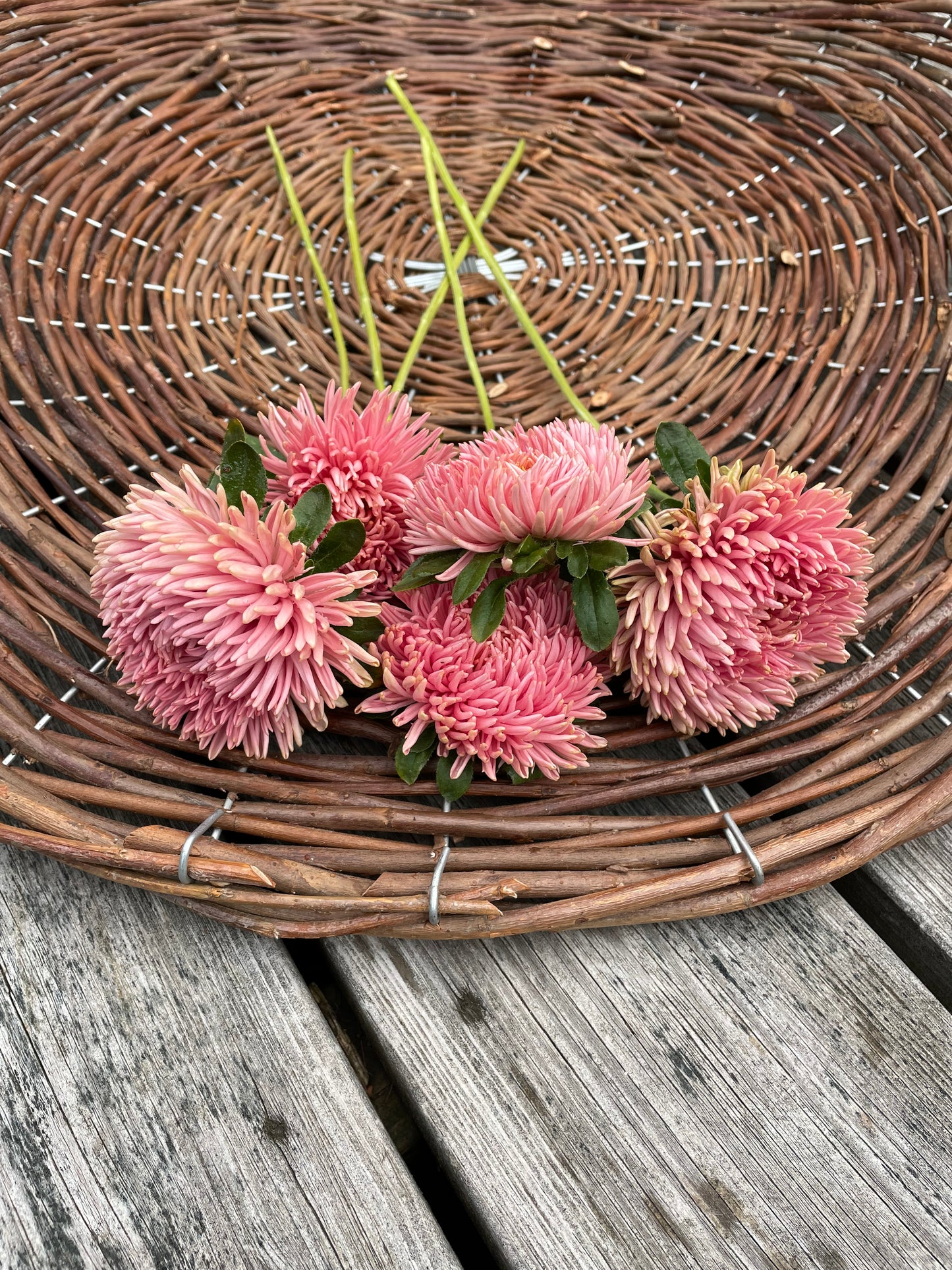 Sommaraster ”Chrysantella Living Coral”