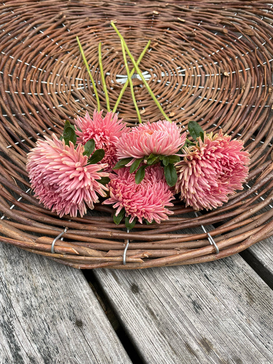 Sommaraster ”Chrysantella Living Coral”